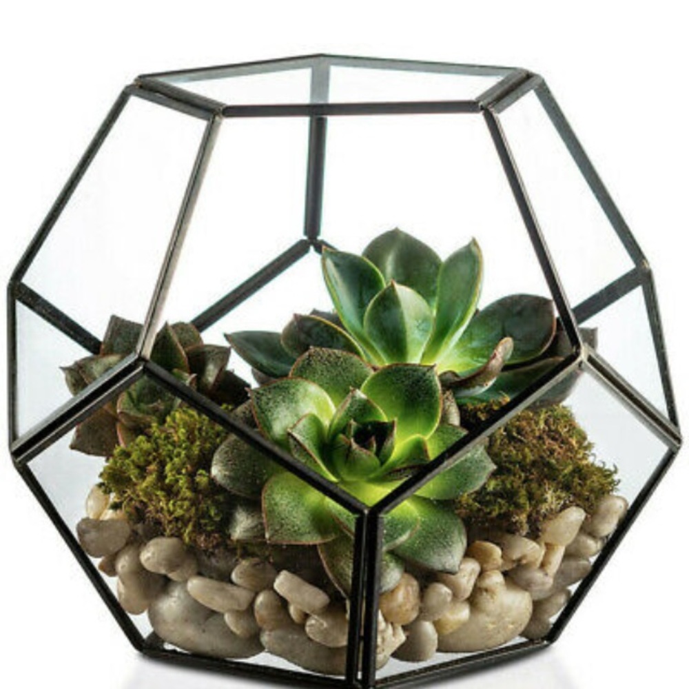 Glass geometric terrarium